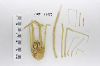 Media type: image;   Invertebrate Zoology CRU-2809 Description: Preserved specimen.;